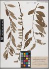 Foto von Salix caprea L. x Salix repens L. x Salix viminalis L.